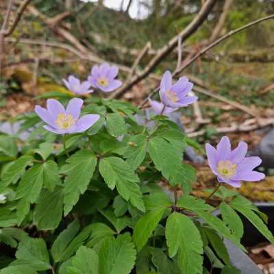 Anemone nemorosa Robinsoniana 20260401_131824.jpg