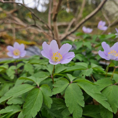 Anemone nemorosa Robinsoniana 20260401_131848.jpg