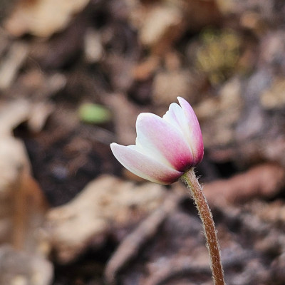 Anemone nemorosa Pink Delight 20260401_135124.jpg