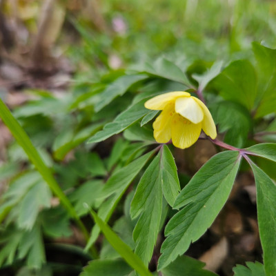 Anemone x lipsiensis 20260401_170210.jpg