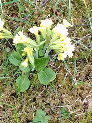 Primula veris