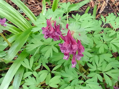 Corydalis solida/cava