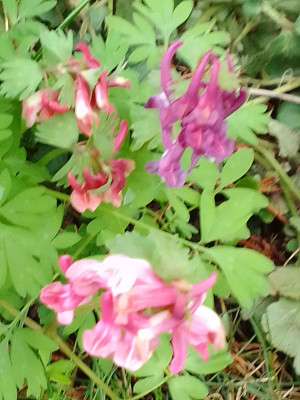 Corydalis solida