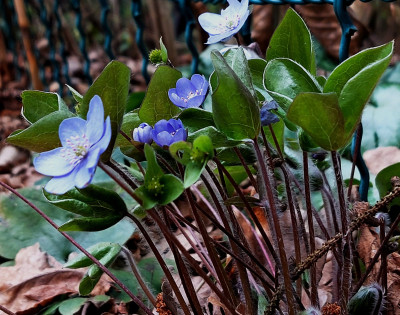 Hep. nob. v. nob " Blaue Töne "