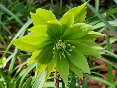 Helleborus 30-g-01.jpg