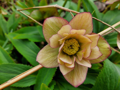 Helleborus 10-g-01 x.jpg