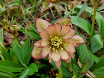 Helleborus 10-g-01 y.jpg