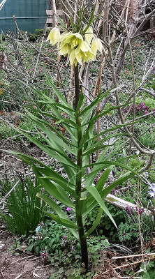 IMG_20260403_124651_Fritillaria raddeana.jpg