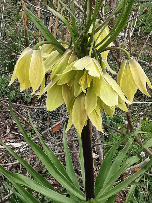 IMG_20260403_124812_Fritillaria raddeana.jpg