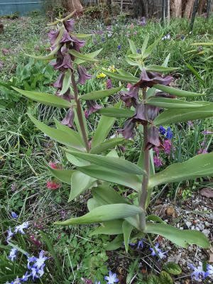 IMG_20260403_124405_Fritillaria sewerzowii.jpg