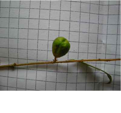 nochmal_Strauch_Frucht_oben.jpg