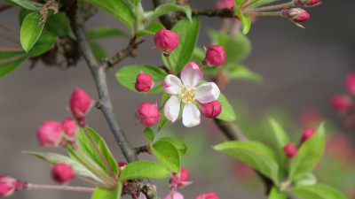 Malus 'Pomzai '