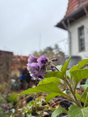 IMG_2721.jpeg