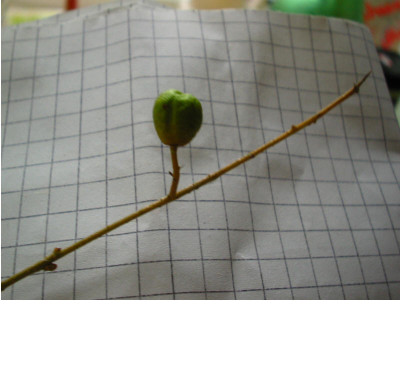 nochmal_Strauch_Frucht_Seite.jpg