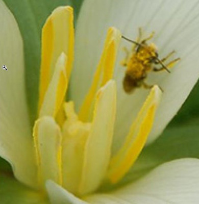 Trillium albidum_Blütendetail.jpg