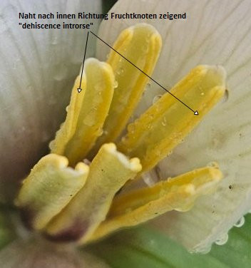 Trillium chloropetalum album_Schnäcke_dehiscense introrse.jpg