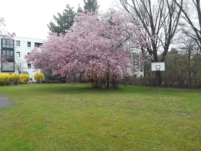 Zierkirsche