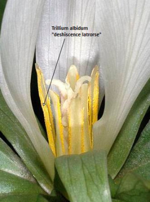 Trillium albidum_Oregonflora_deshiscence latrorse.jpg