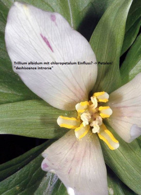 Trillium albidum-hybr_Oregonflora_Grafik.jpg
