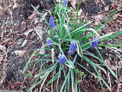 Muscari