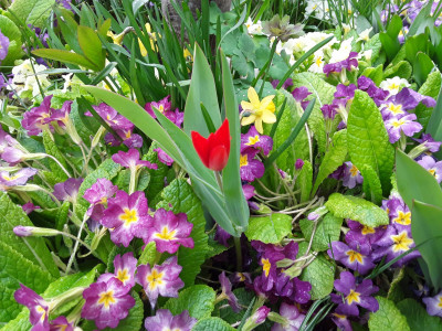 Primula vulgaris