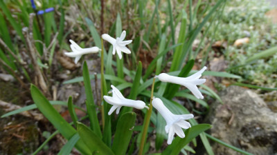 Roman Hyacinth (Hyancinthus orientalis var. albulus)