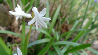 Roman Hyacinth (Hyancinthus orientalis var. albulus)
