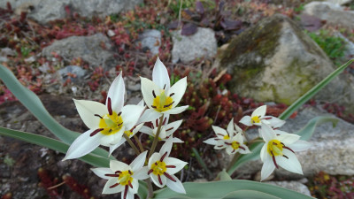 Tulipa biflora