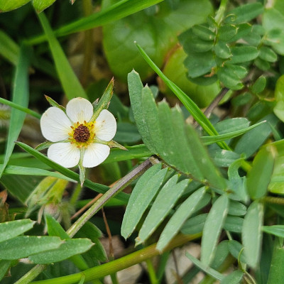 Fragaria vesca oder Fingerkraut 20260403_164501.jpg