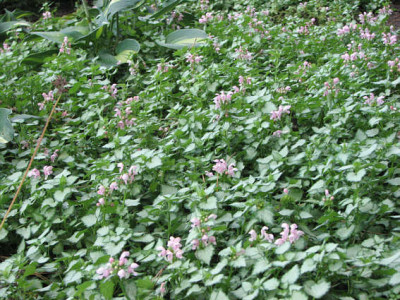 lamium_pink_pewter.jpg