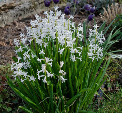 DSC_9954_DxO.jpg