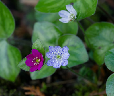DSC_9948_DxO.jpg