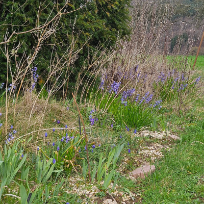 Hyacinthus orientalis blau 20260313_162514.jpg