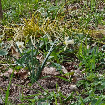 Narcissus Snow Baby 20260403_172048.jpg