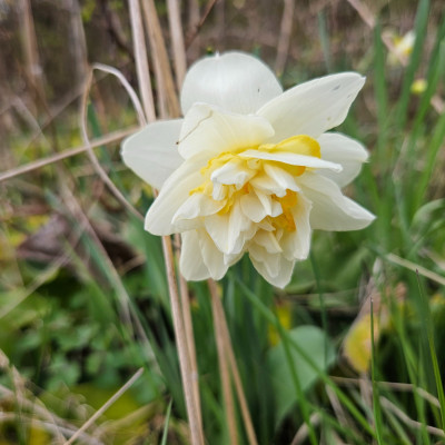 Narcissus White Lion 20260403_163727.jpg