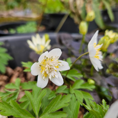 Anemone nemorosa Salt and Pepper 20260403_170317.jpg
