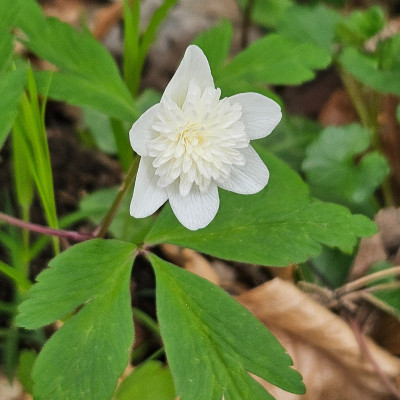 Anemone nemorosa Vestal 20260403_162557.jpg