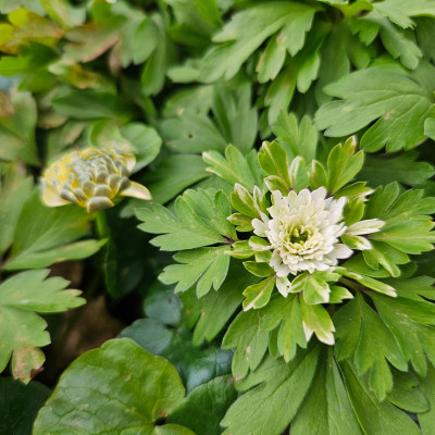 Anemone nemorosa Lisa Ranunculus ficaria Ken Aslet 20260403_170020.jpg
