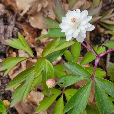 Anemone nemorosa Pink Delight 20260403_162731.jpg