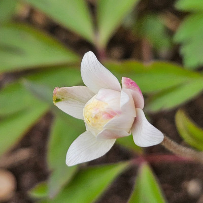 Anemone nemorosa Pink Delight 20260403_162740.jpg