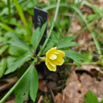 Anemone x lipsiensis sieht so aus wie Double 20260403_163314.jpg