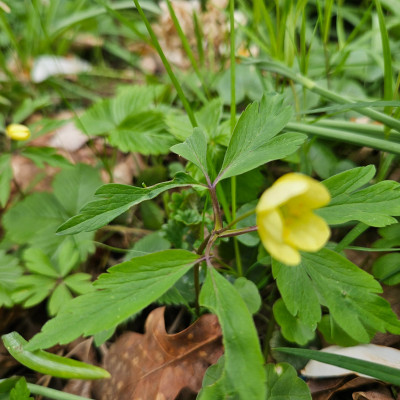 Anemone x lipsiensis 20260403_163328.jpg