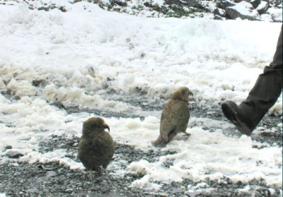 0052_Keas_near_Homer_Tunnel.jpg