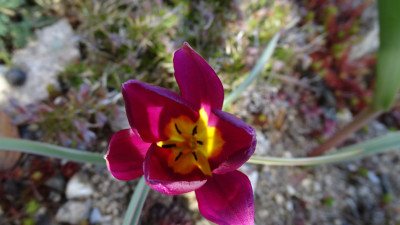 Tulipa pulchella 'Persian Pearl'