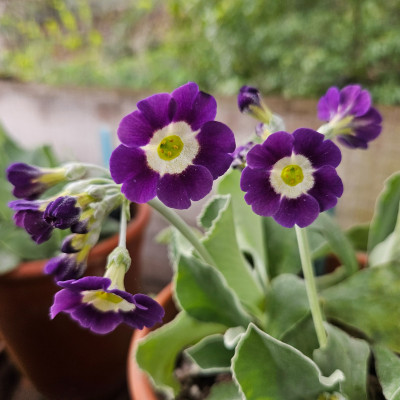 Primula Auricula Blue Nile 20260403_171157.jpg