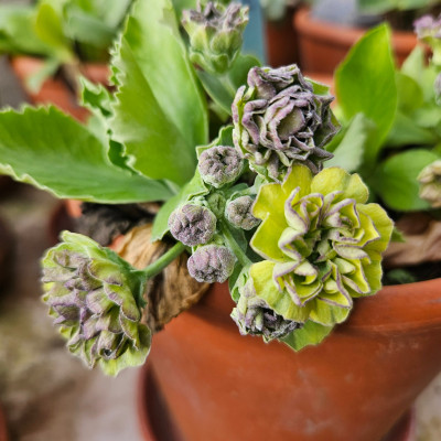 Primula Auricula Lilac Mist 20260403_171208.jpg