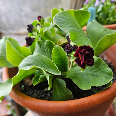 Primula Auricula Crimson Glow 20260403_171219.jpg
