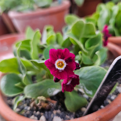 Primula Auricula Rufus 20260403_171229.jpg