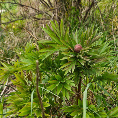 Paeonia Nosegay 20260403_163907.jpg