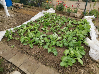 Cima di rapa G17 20260404.jpeg